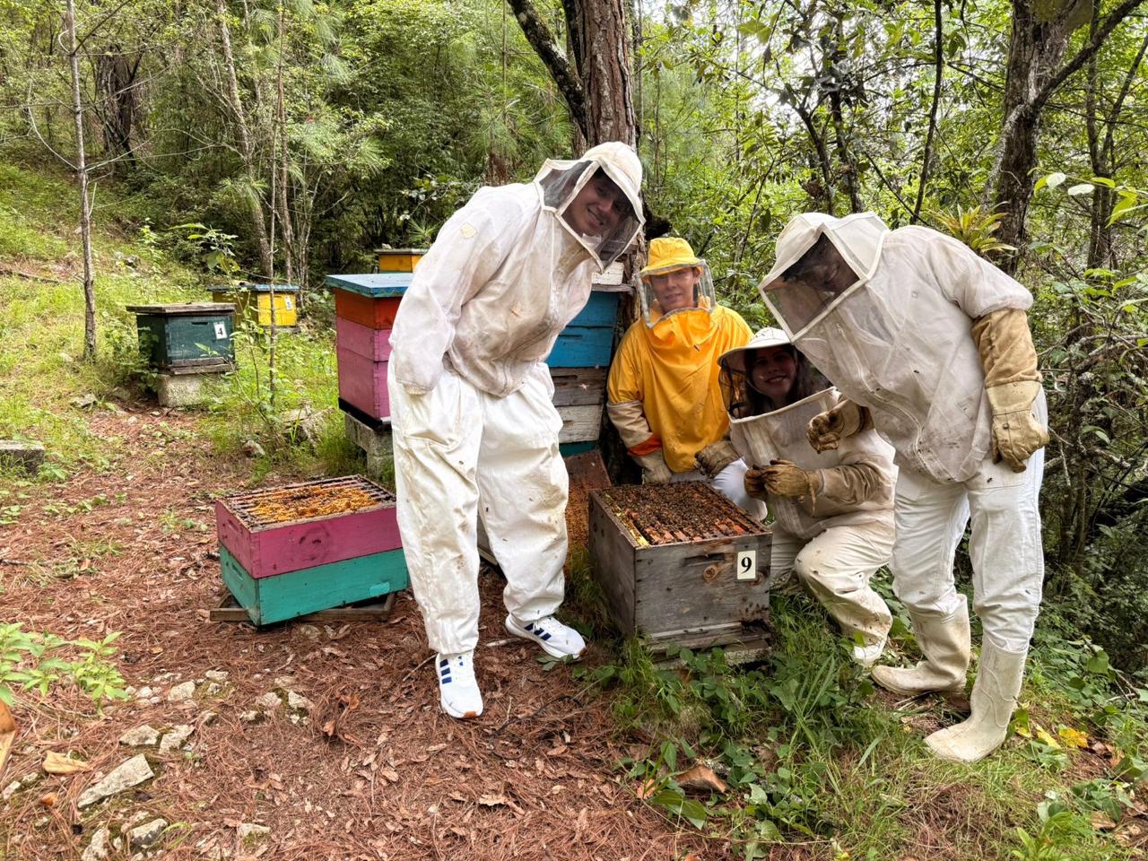 Instalación en apiario